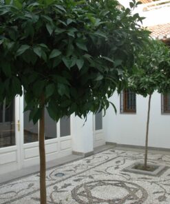 Dawa and Cultural Centre